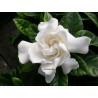 Gardenia magnifica