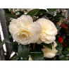 Camelia alba