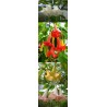 Offre speciale brugmansias fleurs simples