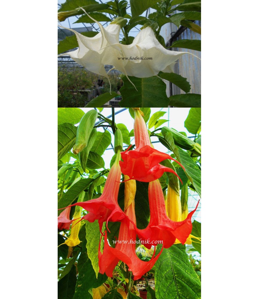 Offre speciale brugmansias fleurs simples