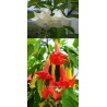 Offre speciale brugmansias fleurs simples
