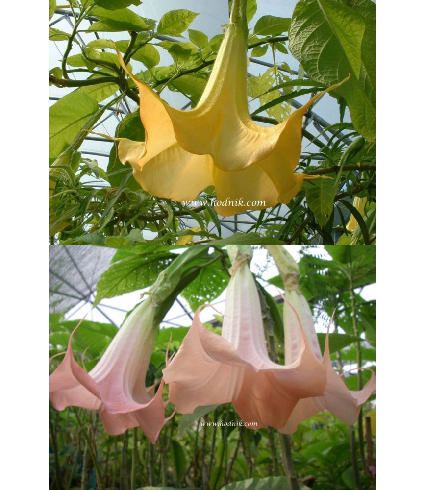 Offre speciale brugmansias fleurs simples