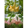 Offre speciale brugmansias fleurs simples