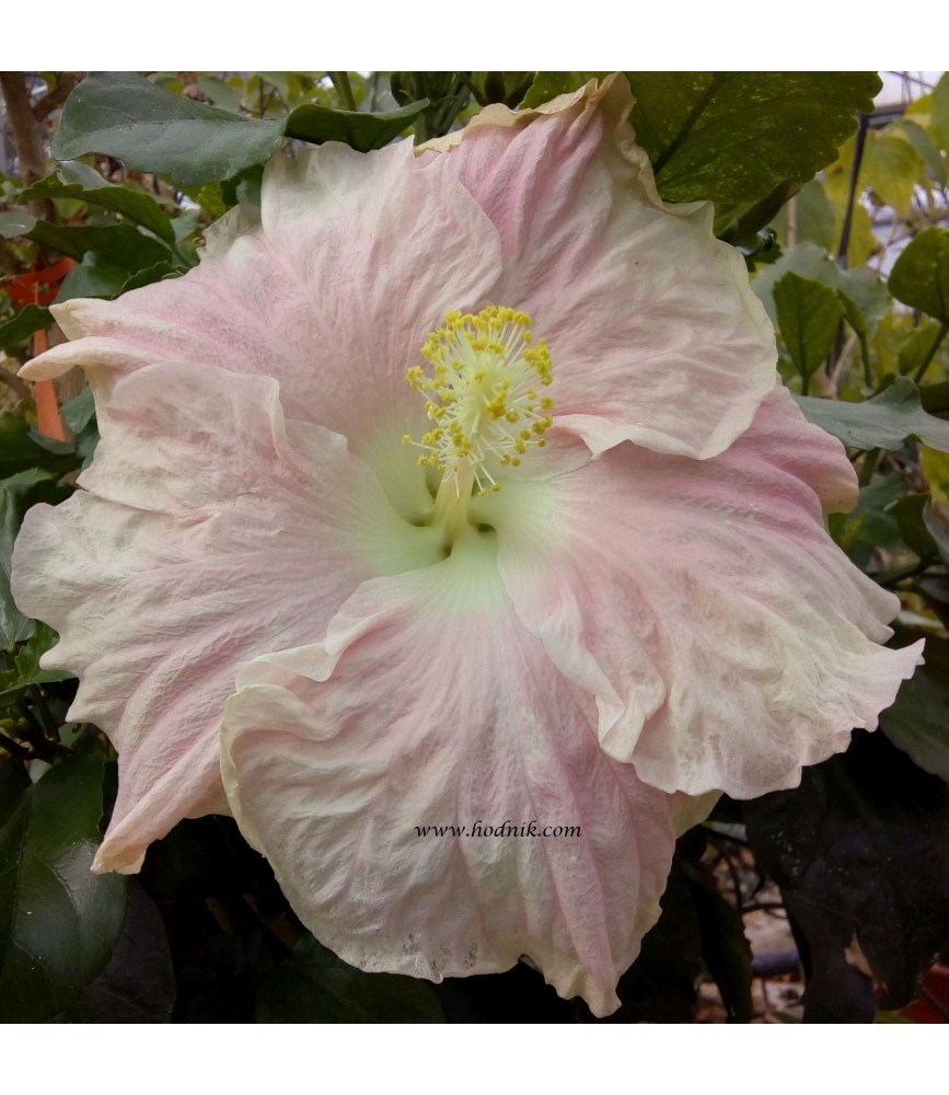 Hibiscus madras
