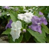 Brunfelsia pauciflora