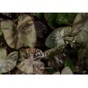 Colocasia esculenta black magic