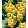 Vigne chasselas dore