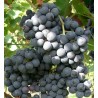 Vigne muscat de hambourg