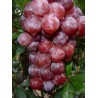 Vigne chasselas royal rose