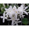 Jasmin multipartitum