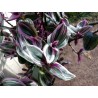 Tradescantia nanouk