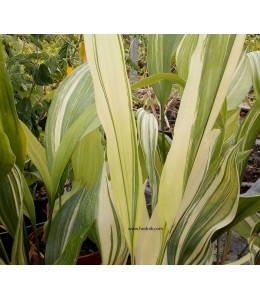 Aspidistra variegata variegata