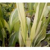 Aspidistra variegata variegata