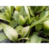 Aspidistra asahi
