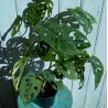 Philodendron monstera monkey leaf