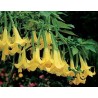 Brugmansia charles grimaldi