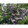 Brunfelsia pauciflora