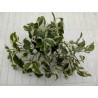 Scindapsus ngoy