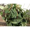 Scindapsus pictus argyreius