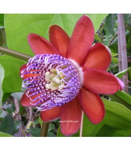 Passiflore alata