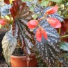 Begonia down home