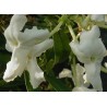 Brunfelsia jamaicensis