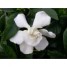 Gardenia grandiflora