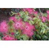 Calliandra dixie pink