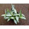 murdania loriformis