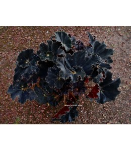 Begonia royal velours