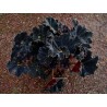 Begonia royal velours