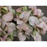 Syngonium red heart