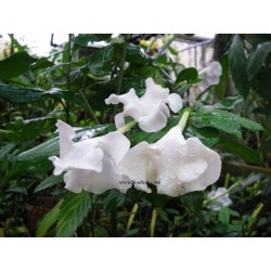 Brunfelsia lactea