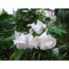 Brunfelsia lactea