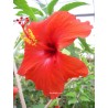 Hibiscus nihi