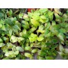 Tradescantia fluminensis aurea