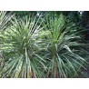 Cordyline australis