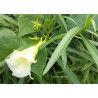 Thevetia peruviana alba