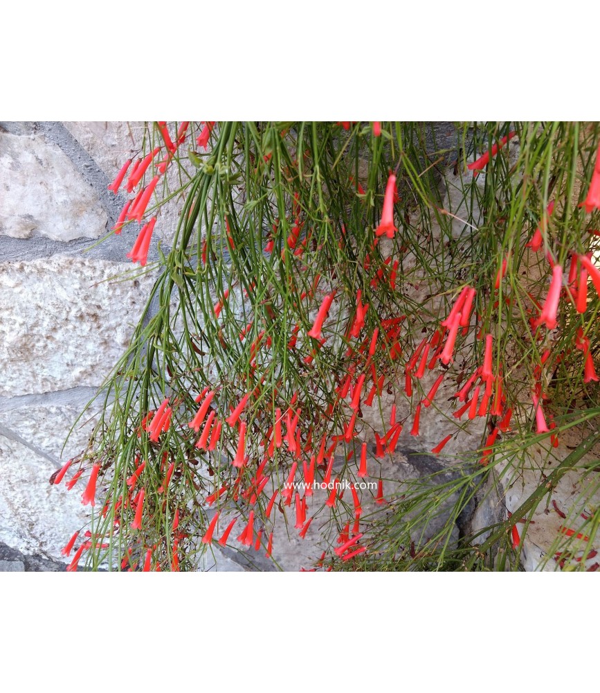 Russelia juncae alba