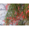 Russelia juncae