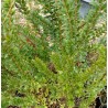 Myrte communis