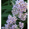 Buddleia farreri