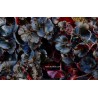 Begonia erytrophylla black jungle