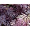 Albizzia julibrissin summer chocolate gros sujet