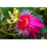 Passiflore antioquensis