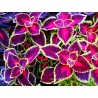 Coleus chocolate covered cherry