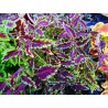 Coleus de guinee