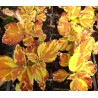 Coleus rio de janeiro