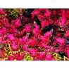 Coleus ruffles bordeaux