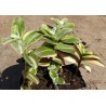 Tradescantia sillamontana variegata